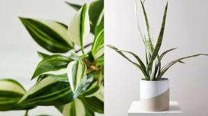 A fake banana tree or monstera plant makes for great kitchen decor. 18 Fake Plants That Look Just Like The Real Thing