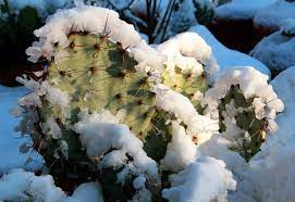 I had a sudden change in weather in my area and they shipped it earlier than promised so my plant would not risk freezing. Hardy Cactus Plants Learn About Growing Cactus In Zone 7