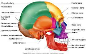 Human Anatomy Pearson Blank Skull Anatomy Of The Skull Bones 1000 Ideas About Facial Bones On Anatomy Bones Facial Bones Human Skull Anatomy
