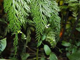 Image result for Asplenium cancellatum