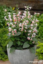 Garden soil should be well worked and in fu Coral Nymph Hummingbird Salvia Renee S Garden Seeds