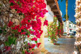 Maybe you would like to learn more about one of these? Flowering California Beautiful Blooming Flowers In La Quinta Winter In Coachella Valley United States Stock Photo Picture And Royalty Free Image Image 35425649
