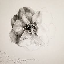 Camellia In Graphite Camellia Flower Drawing Pencil Graphite Art Botanical Art Botanicalart Pencildr Flower Drawing Tutorials Flower Drawing Graphite Drawings