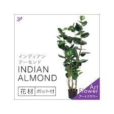 フェイク グリーン 人工 観葉植物 インディアンアーモンド 1 5m 150cm おしゃれ 枯れない インテリア 室内 造花 店舗 ディスプレイ Cf50900 シルク ド フラワー 通販 Yahoo ショッピング