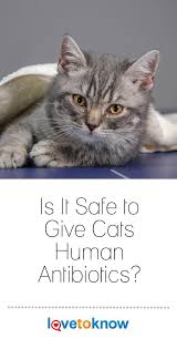 Is It Safe To Give Cats Human Antibiotics Lovetoknow Cats Aggressive Dog Cat Entertainment