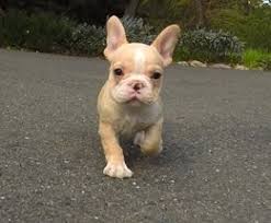 There are millions of homeless dogs across the country. French Bulldog Puppies For Sale In California San Francisco Ca Northern California French Bulldog Puppies French Bulldog Puppies