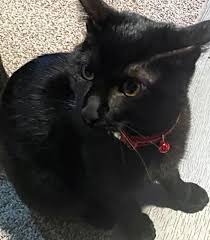 A kitten sacrificed itself to save its sleeping owner from a house fire by  scratching him awake Donald VanWormer tried to grab Fred while rushing for  the door but lost him when