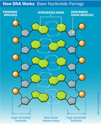 The complementary nitrogenous bases are divided into two groups, pyrimidines and purines. Dna Structure Howstuffworks