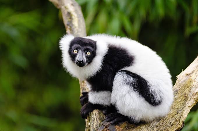 black and white ruffed lemur adaptations