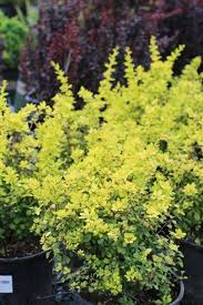 Image result for Berula thunbergii