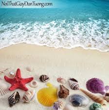 Kết quả hình ảnh cho ốc biển