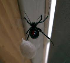 Rarely, black widow spider bites are fatal; What To Do If A Spider Bites Your Child Keep Kids Healthy