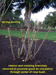 Cut back any side branches that have flowered, leaving two to three leaf buds per shoot. Prune Roses Heirloom Roses