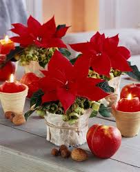 Disfruta de pascua de navidad el tema musical de quinto mayor. Centro De Mesa Flor De Navidad Flor De Pascua Centros De Mesa Navidenos