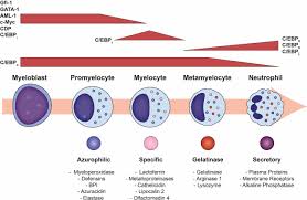 The Ontogeny Of A Neutrophil Mechanisms Of Granulopoiesis