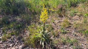 Image result for Viscum shirense