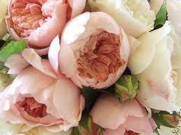 Peonies can be categorized into three groups: David Austin Roses David Austin Roses Peony Rose David Austen Roses
