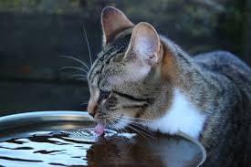 If your cat is healthy in all other aspects, he may just be. Why Is My Cat Drinking So Much Vet Help Direct