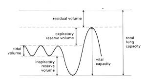 Using A Spirometer To Investigate Human Lung Function