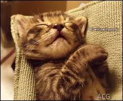 To dream that a cat killed a spider suggests that you are expressing your femininity in a seductive and cunning manner rather than in an overtly and almost destructive way. Acg Funny Kitten Sleeping On His Back Dreaming About Icecream With Tongue Out Cute Cats And Kittens Sleeping Kitten Baby Cats