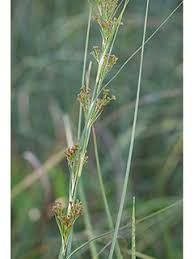 Image result for Cladium mariscus