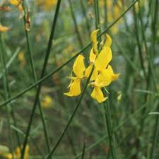 Image result for Aptosimum junceum