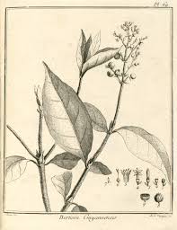 Image result for Bertiera