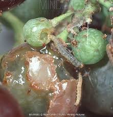 Image result for Lobesia botrana grapevine