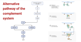 Image result for Complement Pathway