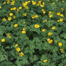 Image result for Ranunculus raeae