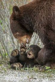 Brown Bear A Large Bear With The Widest Distribution Of Any Living Bear Found Across Much Of Northern Eur Baby Dieren Schattigste Dieren Schattige Dieren