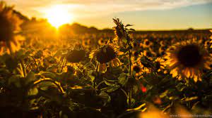 Right now we have 72+ background pictures, but the number of images is growing, so add the webpage to bookmarks. Sunflower Desktop Backgrounds Wallpapers Sunflower Aesthetic Wallpapers Desktop Hd 2560x1440 Download Hd Wallpaper Wallpapertip