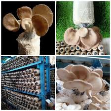 Cara penjagaan bongkah cendawan #sisiremas di rumah 3 langkah mudah 1. Buy 10 Pcs Bongkah Cendawan Tiram Kelabu Matang Organik Seetracker Malaysia