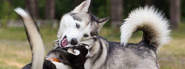 Although huskies are not aggressive by nature, it does not mean that how aggression is triggered in dogs. How To Stop Aggressive Dog Behaviour Purina