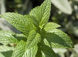 Huile essentielle de menthe poivrée biologique. Huile Essentielle De Menthe Poivree Indispensable En Cas De Nausee Aromalin Huiles Essentielles