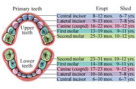 Puppy Teeth Chart