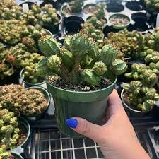 Image result for Euphorbia memoralis