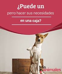 Pin En Mascotas