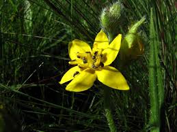 Image result for Keetia gueinzii