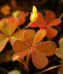 Image result for Oxalis obliquifolia
