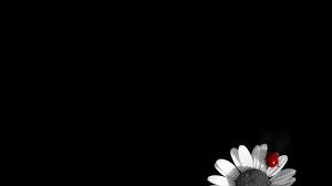 Black And White Floral Wallpaper Simple Simple Lady Beetle Sunflower Wallpaper Black Flowers Wallpaper Sunflower Iphone Wallpaper
