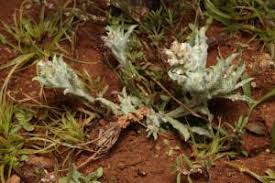 Image result for Gnaphalium polycaulon