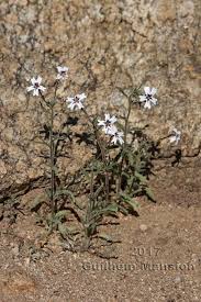 Image result for Jamesbrittenia huillana