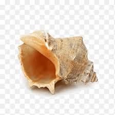 Check spelling or type a new query. Brown Snail Illustration Watercolor Painting Drawing Seashell Conch Pencil Eggshell Png Pngegg