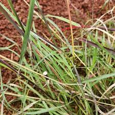 Image result for Sehima