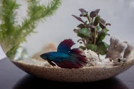 Learn about 10 different fish that can live with betta fish as friendly companions. How To Decorate Betta Fish Bowls Using Plants Animals Mom Com