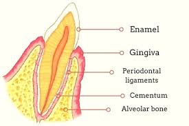 Check spelling or type a new query. Periodontium Or The Tooth Supporting Structure