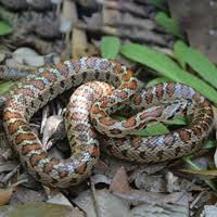 In stock nearby at orland park, il. Distribution And Conservation Status Of The Herpetofauna Of Dugi Otok Island Croatia
