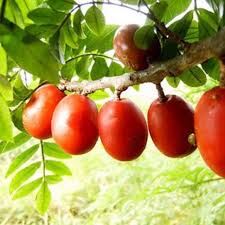Pin On Fruit Trees And Plants