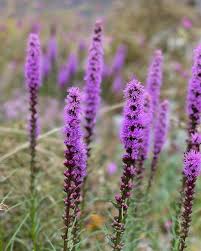 Image result for Thunbergianthus muloloensis